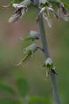 White false indigo